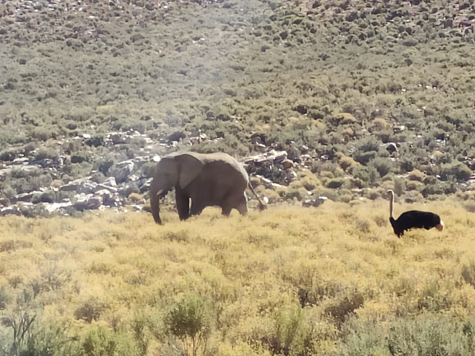 Aquila Game Reserve - Safari 55